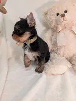 Toby, a male Yorkshire Terrier for sale in Riverside, CA – 5 of 5