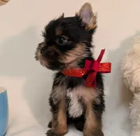 Little Louis , a male Yorkshire Terrier for sale in Riverside, CA – 6 of 7