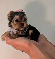 Teacup Tinkerbell , a female Yorkshire Terrier for sale in Riverside, CA – 3 of 8