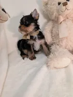 Toby, a male Yorkshire Terrier for sale in Riverside, CA – 4 of 5