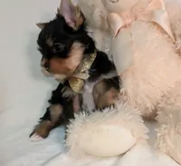 Toby, a male Yorkshire Terrier for sale in Riverside, CA – 3 of 5