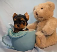 Tiny Tate , a male Yorkshire Terrier for sale in Riverside, CA – 2 of 4