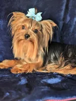 Harley , a male Yorkshire Terrier for sale in Riverside, CA – 5 of 9