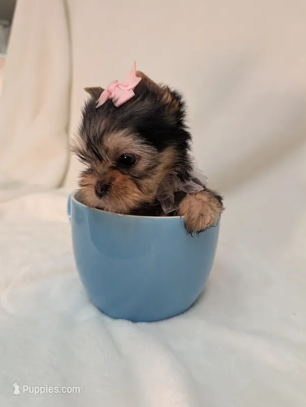 Teacup Tinkerbell  – Yorkshire Terrier puppy for sale in Riverside, CA