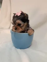 Teacup Tinkerbell , a female Yorkshire Terrier for sale in Riverside, CA – 1 of 8