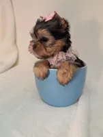 Teacup Tinkerbell , a female Yorkshire Terrier for sale in Riverside, CA – 8 of 8