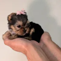 Teacup Tinkerbell , a female Yorkshire Terrier for sale in Riverside, CA – 2 of 8