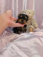 Ruby, a female Yorkshire Terrier for sale in Riverside, CA – 6 of 6