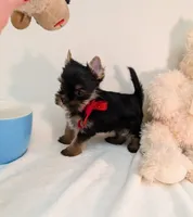 Little Louis , a male Yorkshire Terrier for sale in Riverside, CA – 5 of 7