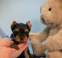 Tiny Tate , a male Yorkshire Terrier for sale in Riverside, CA – 3 of 4