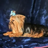 Harley , a male Yorkshire Terrier for sale in Riverside, CA – 3 of 9