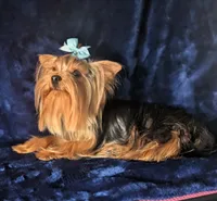 Harley , a male Yorkshire Terrier for sale in Riverside, CA – 4 of 9