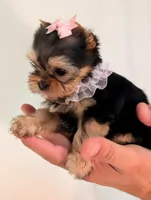 Teacup Tinkerbell , a female Yorkshire Terrier for sale in Riverside, CA – 6 of 8
