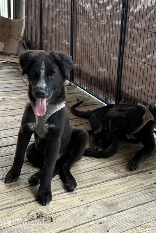Ghost Hawk – German Shepherd Dog, German Shorthaired Pointer puppy for sale in Corpus Christi, TX