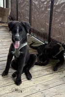 Ghost Hawk, a male German Shepherd Dog and German Shorthaired Pointer for sale in Corpus Christi, TX – Photo 1 of 2