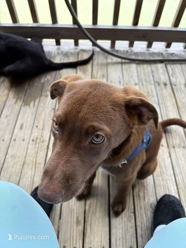 Sailor – German Shepherd Dog, German Shorthaired Pointer puppy for sale in Corpus Christi, TX