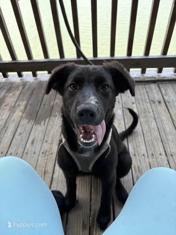 Peaches – German Shepherd Dog, German Shorthaired Pointer puppy for sale in Corpus Christi, TX