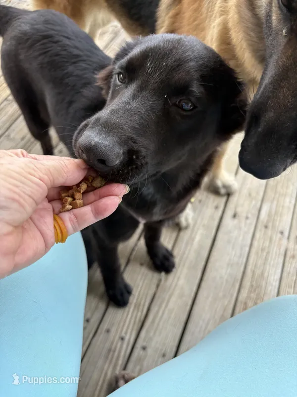 Button – German Shepherd Dog, German Shorthaired Pointer puppy for sale in Corpus Christi, TX