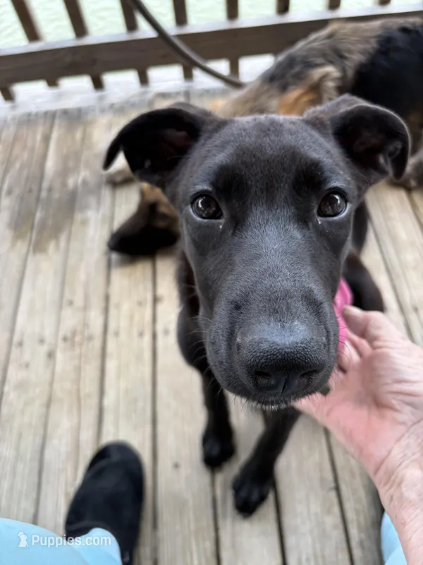Silver – German Shepherd Dog, German Shorthaired Pointer puppy for sale in Corpus Christi, TX