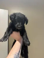 Skye, a male German Shepherd Dog and German Shorthaired Pointer for sale in Corpus Christi, TX – Photo 2 of 2