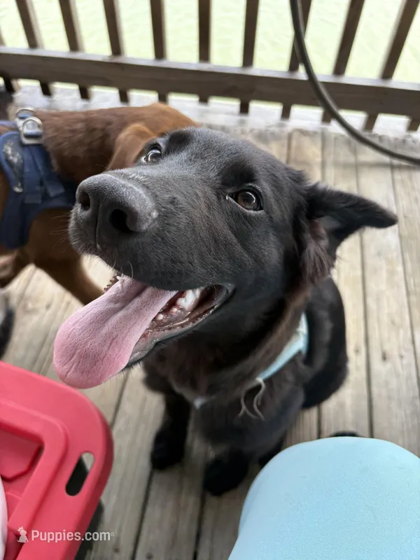 Skye – German Shepherd Dog, German Shorthaired Pointer puppy for sale in Corpus Christi, TX