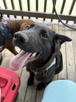 Skye, a male German Shepherd Dog and German Shorthaired Pointer for sale in Corpus Christi, TX – Photo 1 of 2