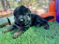26F Purple Collar, a male German Shepherd Dog for sale in Mariposa, CA – 8 of 8