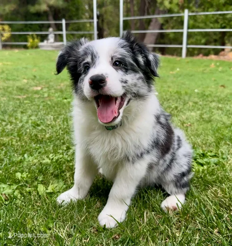 26E Green Collar – Border Collie puppy for sale in Mariposa, CA