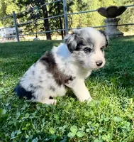 26E Green Collar, a male Border Collie for sale in Mariposa, CA – 3 of 9