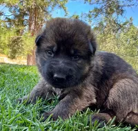 26F Yellow Collar, a female German Shepherd Dog for sale in Mariposa, CA – 4 of 6