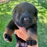 26F Pink Collar, a female German Shepherd Dog for sale in Mariposa, CA – 3 of 6