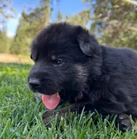 26F Purple Collar, a male German Shepherd Dog for sale in Mariposa, CA – 4 of 8