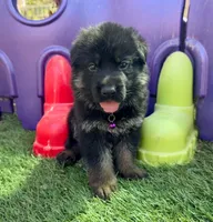 26F Purple Collar, a male German Shepherd Dog for sale in Mariposa, CA – 2 of 8