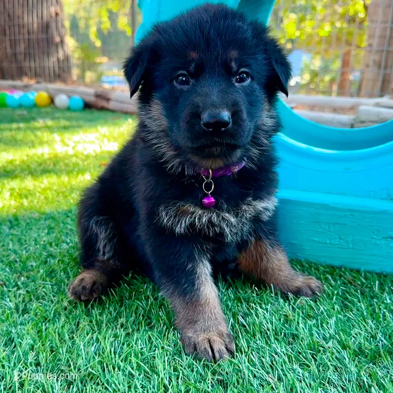 26F Purple Collar – German Shepherd Dog puppy for sale in Mariposa, CA