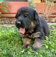 26F Red Collar, a female German Shepherd Dog for sale in Mariposa, CA – 4 of 7