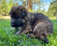 26F Yellow Collar, a female German Shepherd Dog for sale in Mariposa, CA – 2 of 6