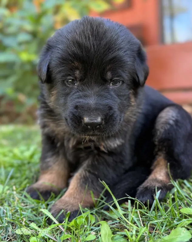 26F Pink Collar – German Shepherd Dog puppy for sale in Mariposa, CA