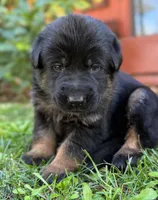 26F Pink Collar, a female German Shepherd Dog for sale in Mariposa, CA – 1 of 6