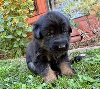 26F Pink Collar, a female German Shepherd Dog for sale in Mariposa, CA – 4 of 6