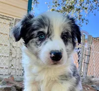 26E Green Collar, a male Border Collie for sale in Mariposa, CA – 6 of 9