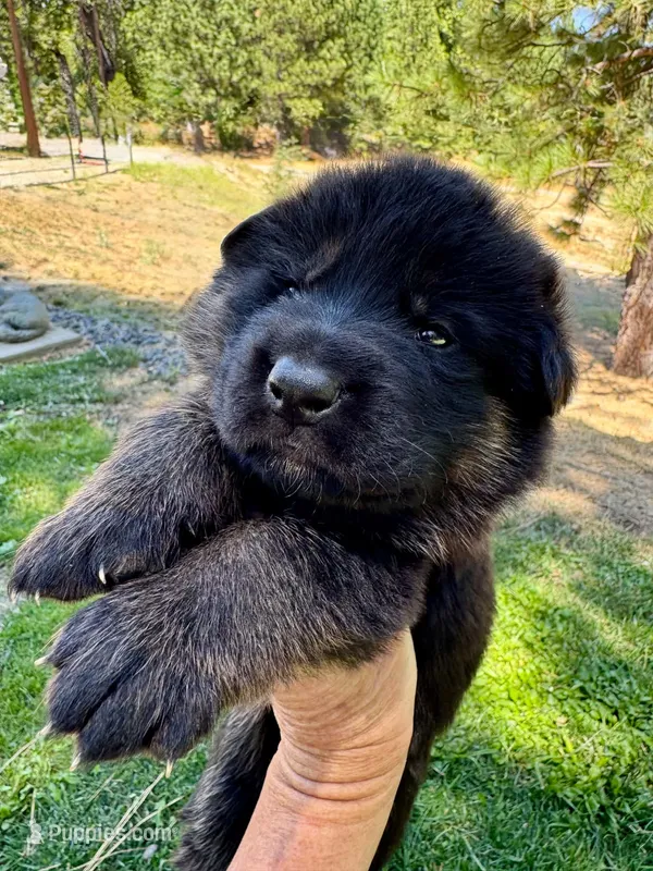 26F Purple Collar – German Shepherd Dog puppy for sale in Mariposa, CA