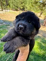 26F Purple Collar, a male German Shepherd Dog for sale in Mariposa, CA – 1 of 8