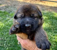 26F Yellow Collar, a female German Shepherd Dog for sale in Mariposa, CA – 3 of 6