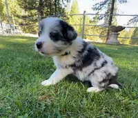 26E Green Collar, a male Border Collie for sale in Mariposa, CA – 2 of 9