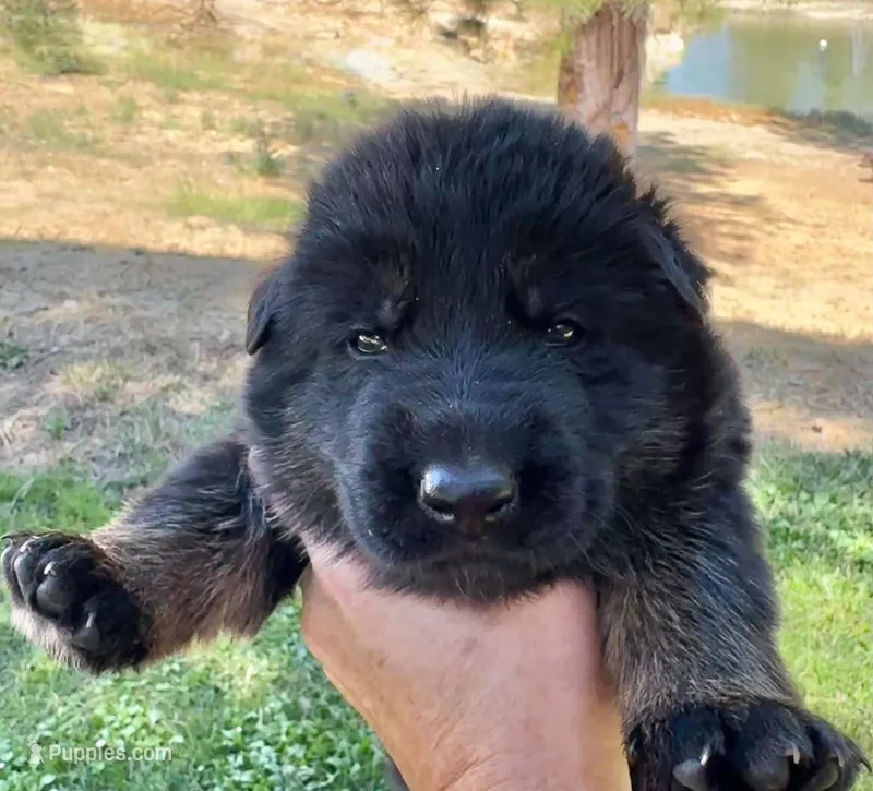 26F Orange Collar – German Shepherd Dog puppy for sale in Mariposa, CA
