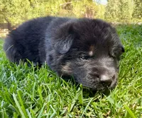 26F Purple Collar, a male German Shepherd Dog for sale in Mariposa, CA – 3 of 8