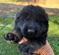 26F Orange Collar, a male German Shepherd Dog for sale in Mariposa, CA – 6 of 7