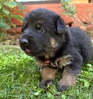 26F Red Collar, a female German Shepherd Dog for sale in Mariposa, CA – 2 of 7