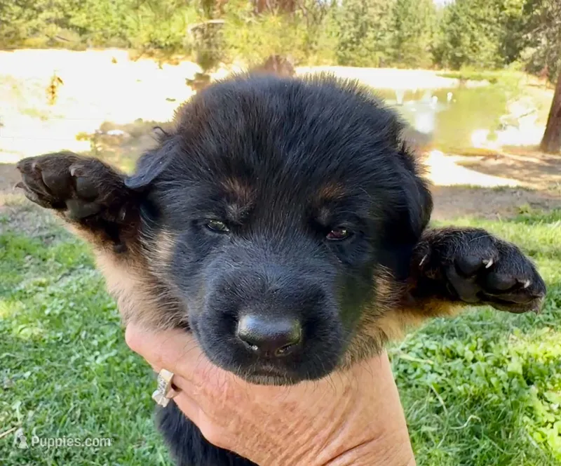 26F Red Collar – German Shepherd Dog puppy for sale in Mariposa, CA