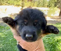 26F Red Collar, a female German Shepherd Dog for sale in Mariposa, CA – 1 of 7